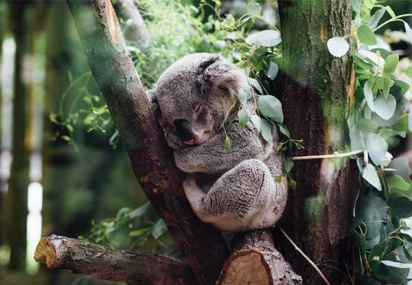 Let's Defend our Native Forests - Sanctum Australia Organic Skin Care