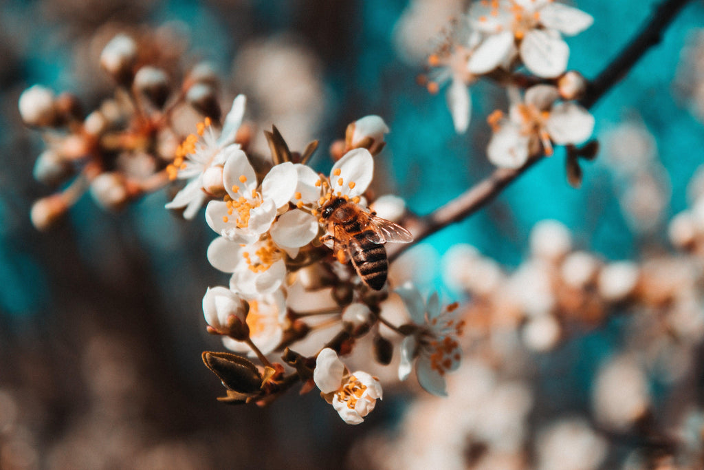 World Bee Day in Aus - Sanctum Australia Organic Skin Care